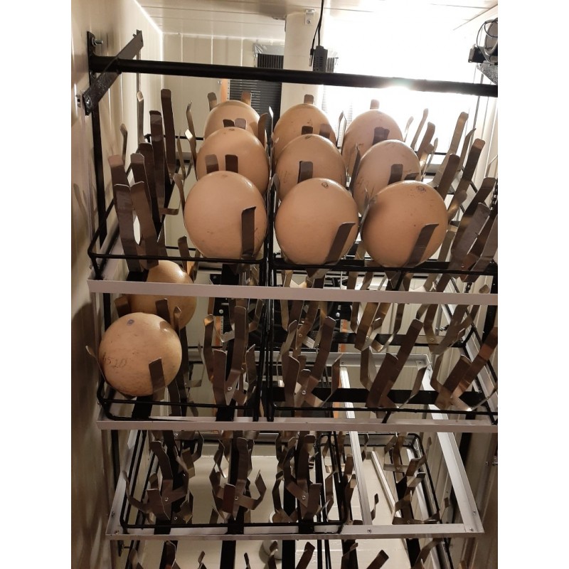 INCUBATOR OUA STRUT S-45